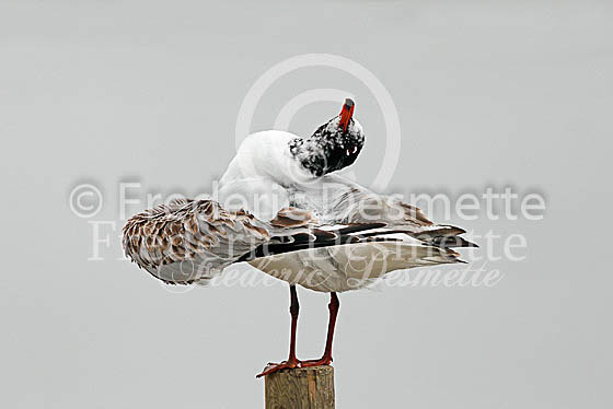 Mediterranean gull 7 (Larus melanocephalus)