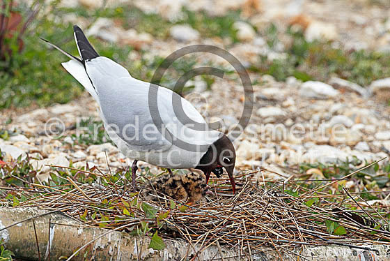 Black-headed gull 22 (Larus ridibundus)