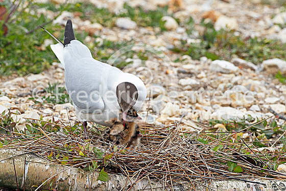 Black-headed gull 25 (Larus ridibundus)