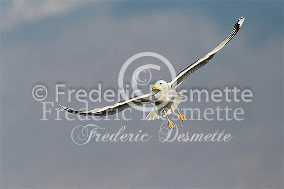 Yellow-legged Gull 3 (Larus michahellis)
