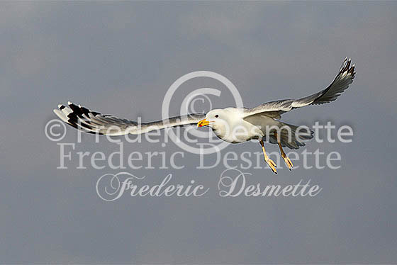 Yellow-legged Gull 4 (Larus michahellis)