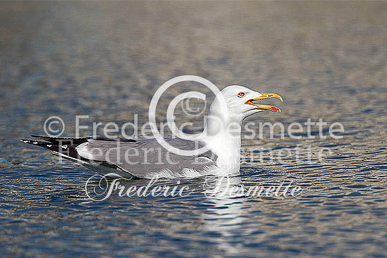 Yellow-legged gull 6 (Larus michahellis)