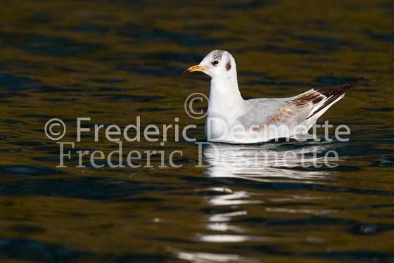 Black-headed gull 35 (Chroicocephalus ridibundus)