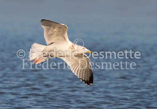 Herring gull 59 (Larus argentatus)