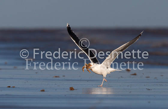 Great black-backed gull 1 (Larus marinus)-2