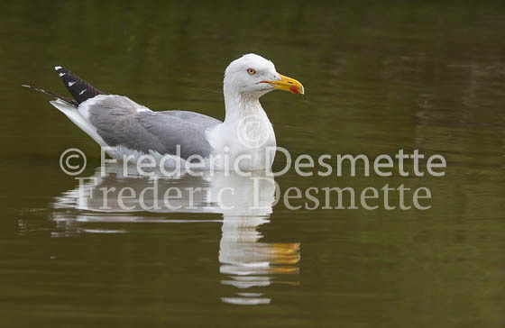 Yellow-legged gull 9 (Larus michahellis)