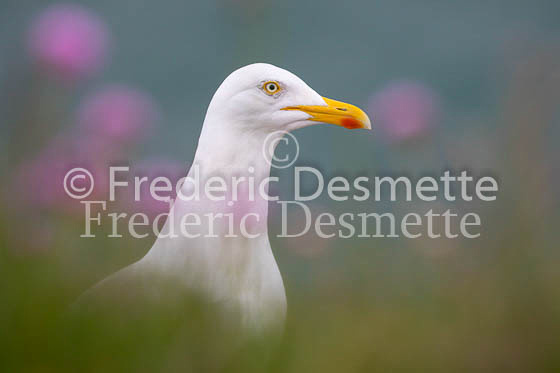 Herring gull 68 (Larus argentatus)