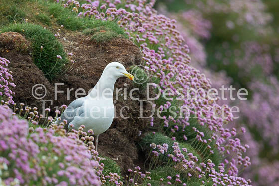 Herring gull 63 (Larus argentatus)