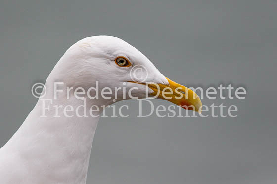 Herring gull 69 (Larus argentatus)