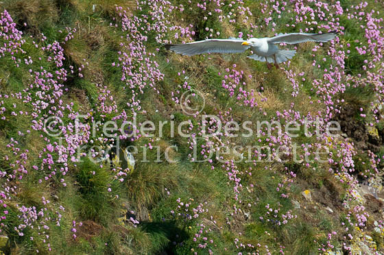 Herring gull 67 (Larus argentatus)