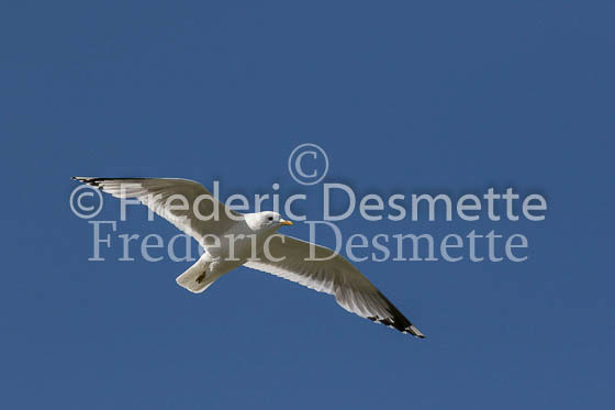 common gull 13 (Larus canus)