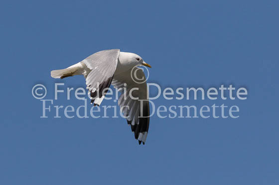 common gull 12 (Larus canus)