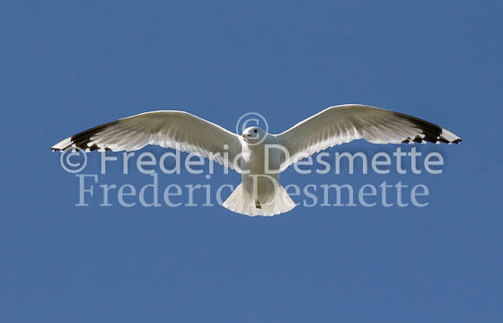 common gull 14 (Larus canus)