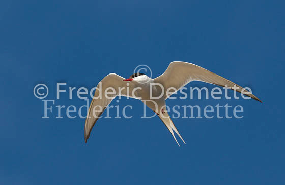 Arctic tern 20 (Sterna paradisaea)