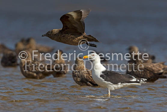 Great black-backed gull 12 (Larus marinus)