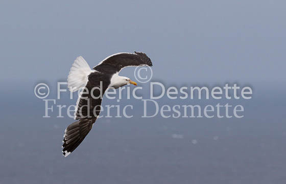 Great black-backed gull 21 (Larus marinus)