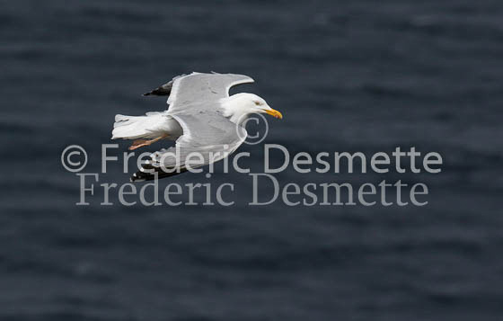 Herring gull 65 (Larus argentatus)