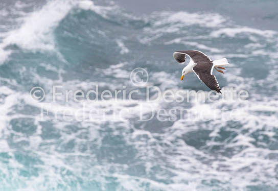 Great black-backed gull 13 (Larus marinus)