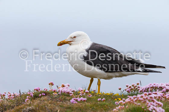 Great black-backed gull 10 (Larus marinus)