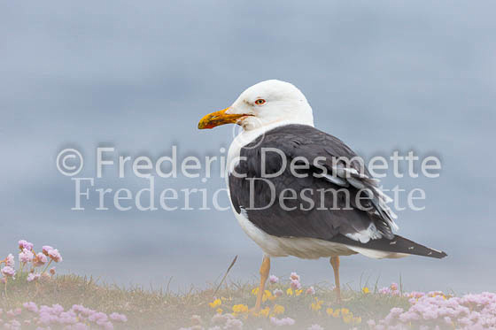 Great black-backed gull 8 (Larus marinus)