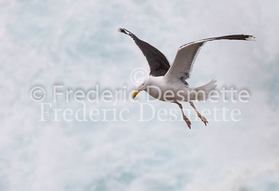 Great black-backed gull 5 (Larus marinus)