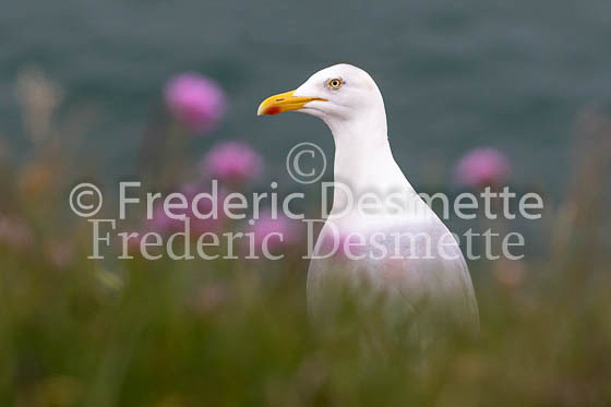 Herring gull 74 (Larus argentatus)
