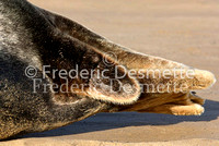 Grey seal 54 (Halichoerus grypus)
