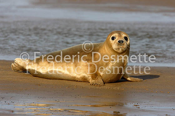 Common seal 19 (Phoca vitulina)