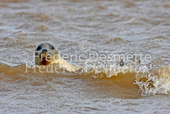 Common seal 37 (Phoca vitulina)