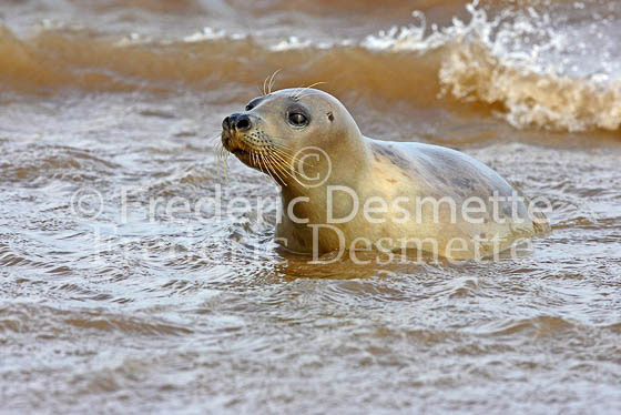 Common seal 25 (Phoca vitulina)