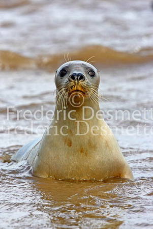 Common seal 1 (Phoca vitulina)