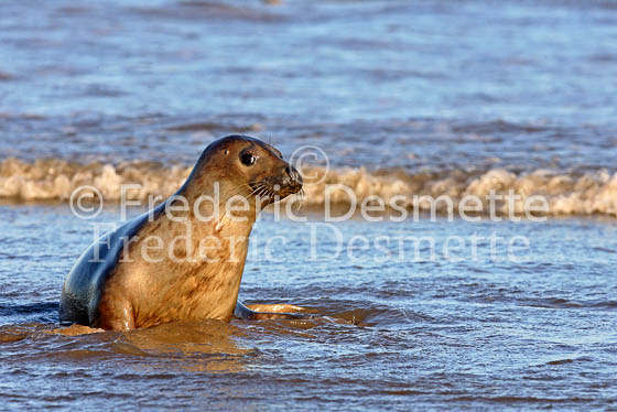 Common seal 9 (Phoca vitulina)