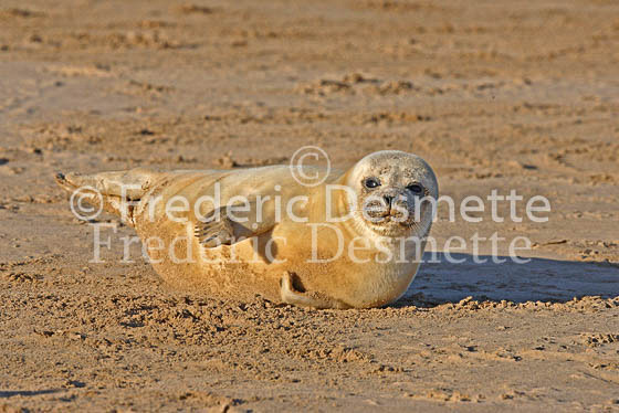 Common seal 14 (Phoca vitulina)