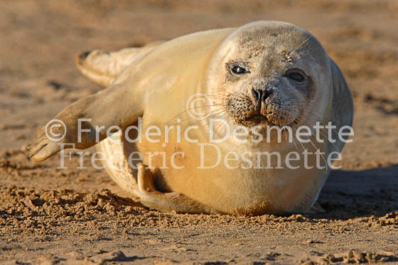 Common seal 17 (Phoca vitulina)