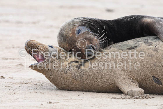 Grey seal 27 (Halichoerus grypus)