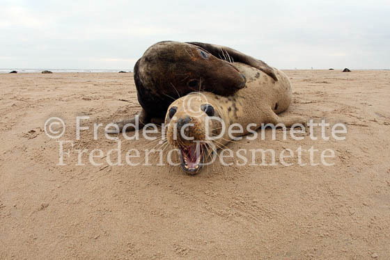 Grey seal 28 (Halichoerus grypus)