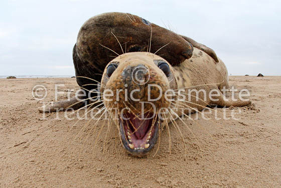 Grey seal 13 (Halichoerus grypus)