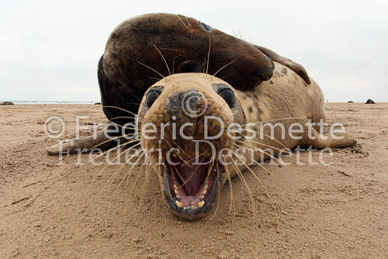 Grey seal 29 (Halichoerus grypus)