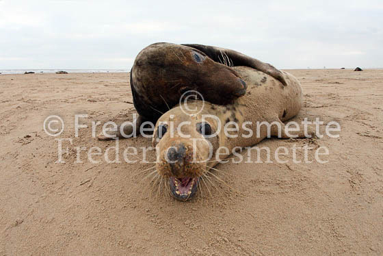 Grey seal 26 (Halichoerus grypus)