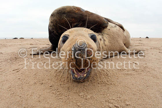 Grey seal 30 (Halichoerus grypus)