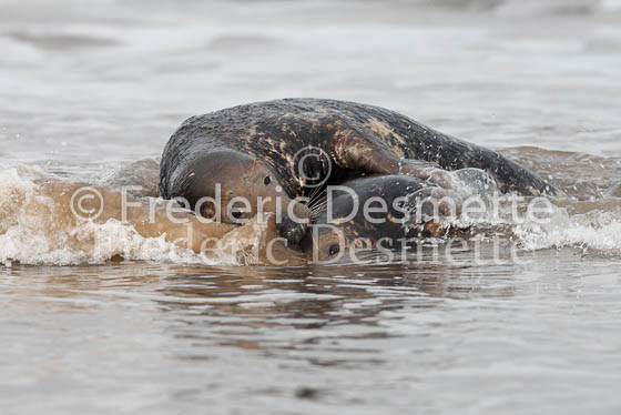 Grey seal 33 (Halichoerus grypus)