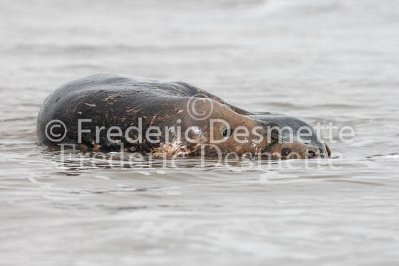Grey seal 36 (Halichoerus grypus)