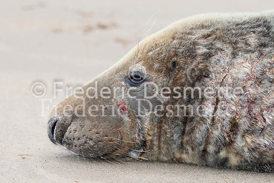 Grey seal 9 (Halichoerus grypus)