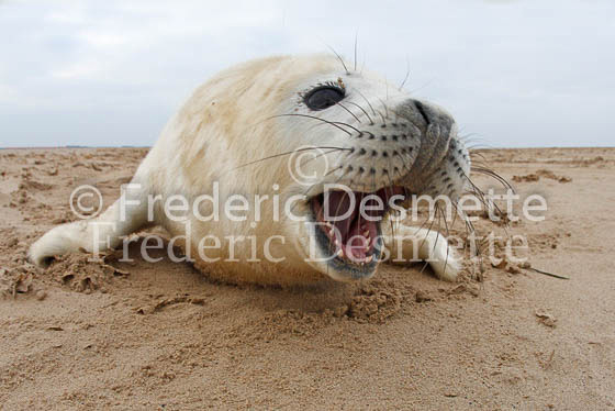 Grey seal 40 (Halichoerus grypus)