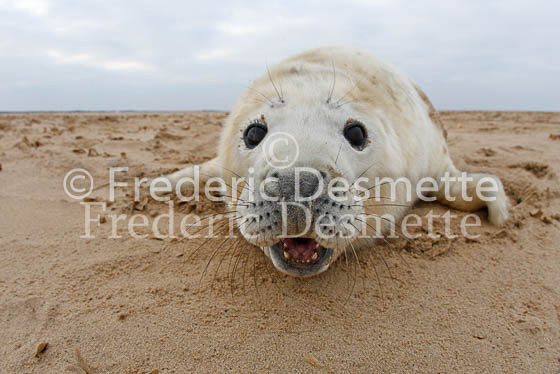 Grey seal 31 (Halichoerus grypus)