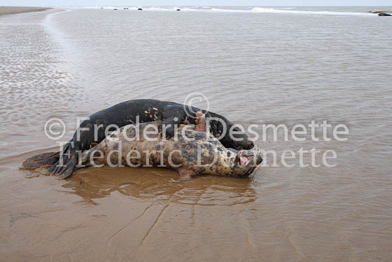 Grey seal 35 (Halichoerus grypus)