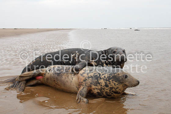 Grey seal 38 (Halichoerus grypus)