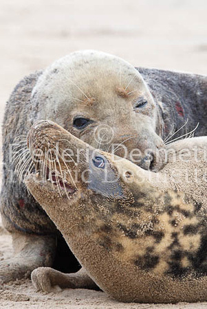 Grey seal 34 (Halichoerus grypus)