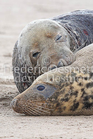 Grey seal 25 (Halichoerus grypus)