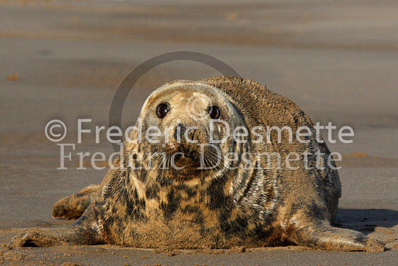 Grey seal 158 (Halichoerus grypus)